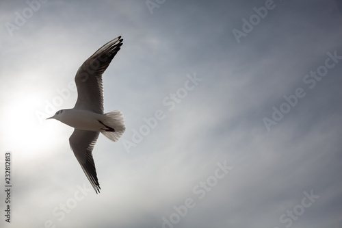 Seagull