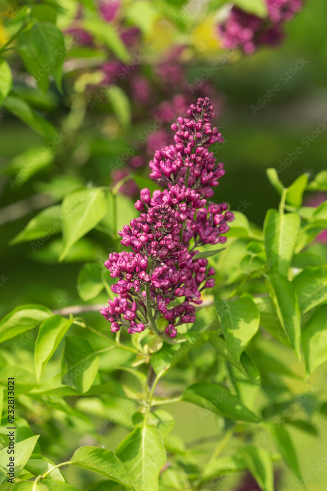 branch of lilac in the garden branch of lilac in the garden
