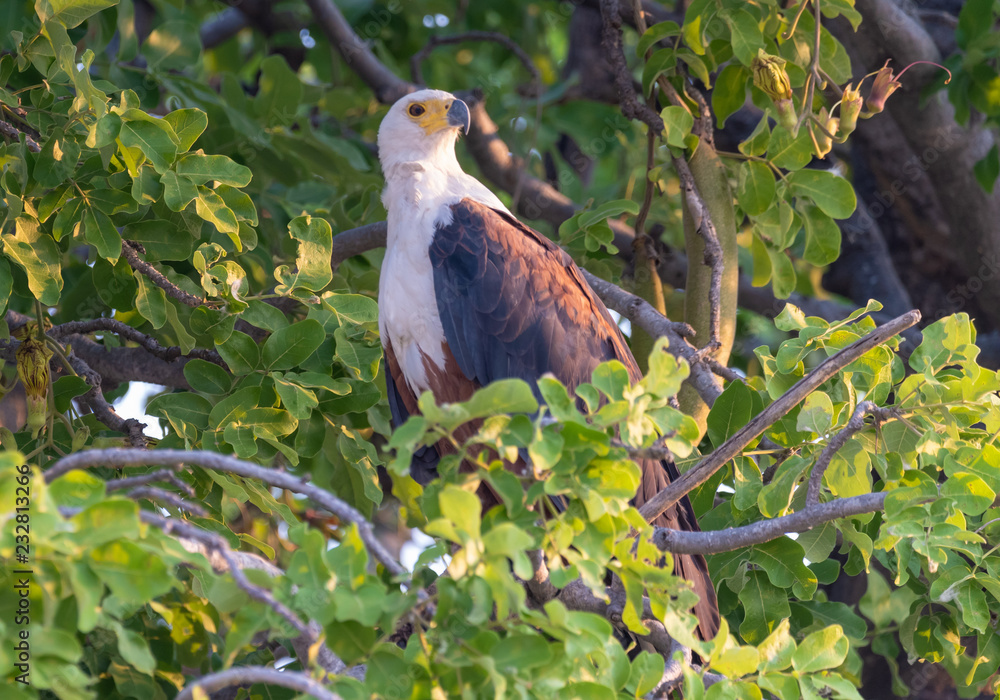 Fototapeta premium Schreiseeadler, Haliaeetus vocifer, sitzt in einem Baum, Chobe Nationalpark, Botswana