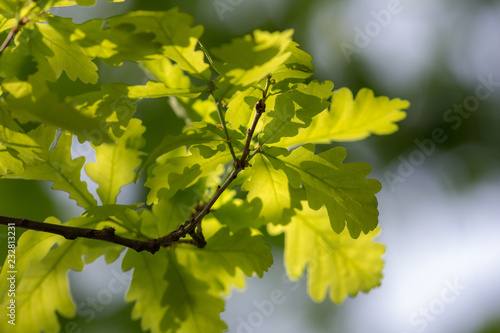 spring green oak foliage
