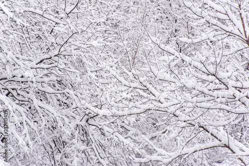 Abstract snow branches