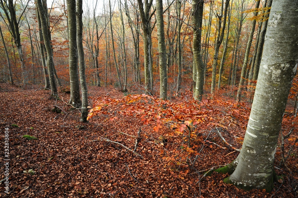 colorful beech leaves during the autumn season in a forest of the Tuscan mountains in Italy