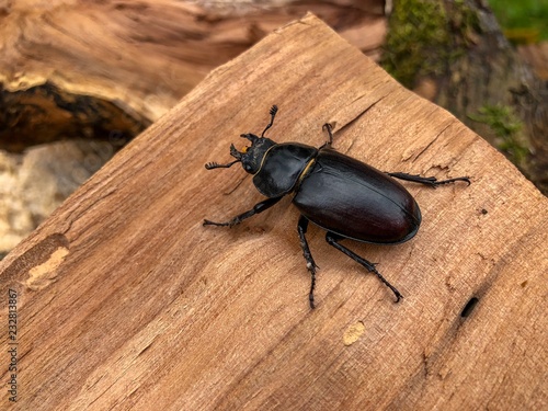 stag beetle on a piece of wood © Andreas Gillner