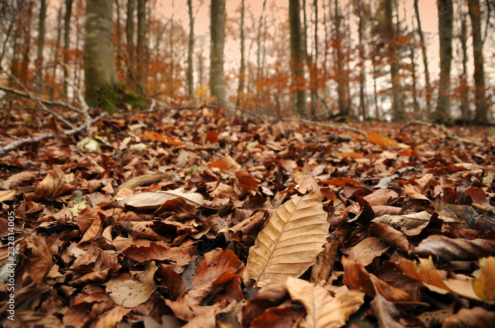 Dried chestnuts trees leaves in autumn season in a forest