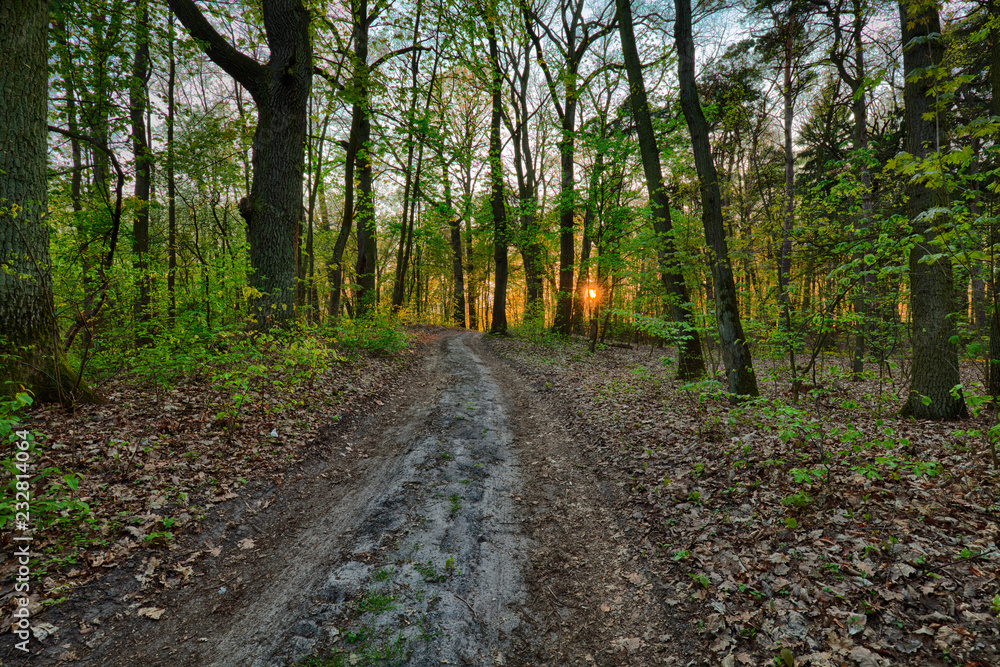 Sunset in the forest Sunset in the forest