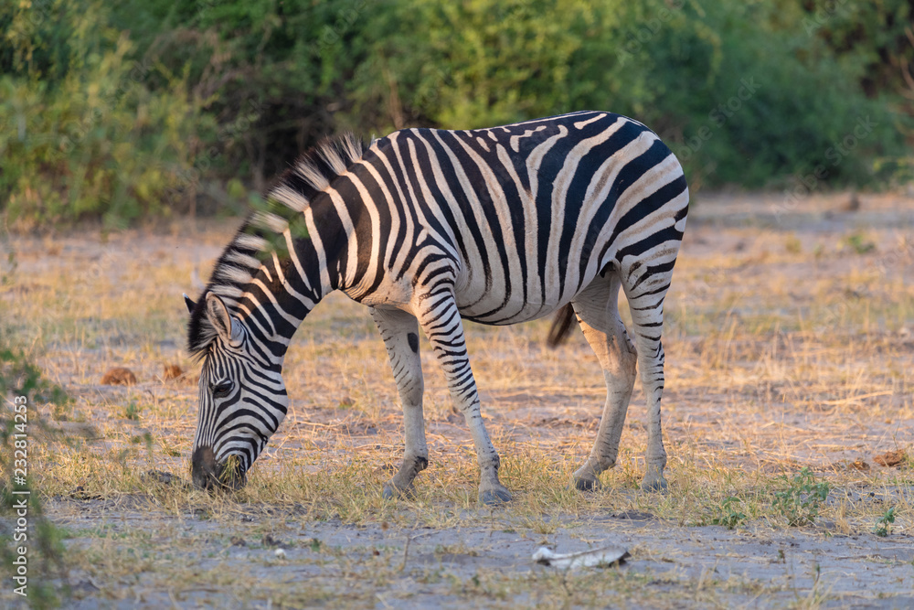 Obraz premium ein Zebra grast im Busch am Chobe River, Botswana