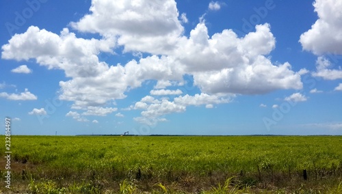 green field and blue sky