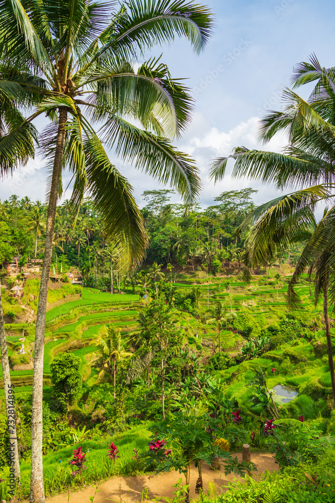 Obraz premium Tegallalang Rice Terraces in Ubud is famous for its beautiful scenes of rice paddies involving the traditional Balinese cooperative irrigation system. Ubud, Bali, Indonesia.