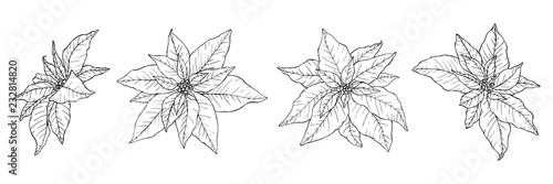 Set of beautiful hand drawn poinsettias in lineart stile. photo