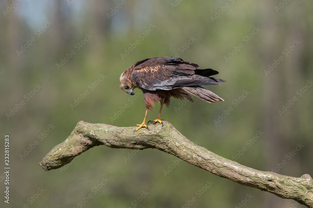 Fototapeta premium Birds of prey - Marsh Harrier (Circus aeruginosus), landing,