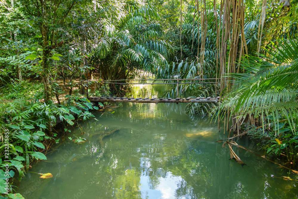 Small wooden bridge over small stream in rain forest Small wooden bridge over small stream in rain forest