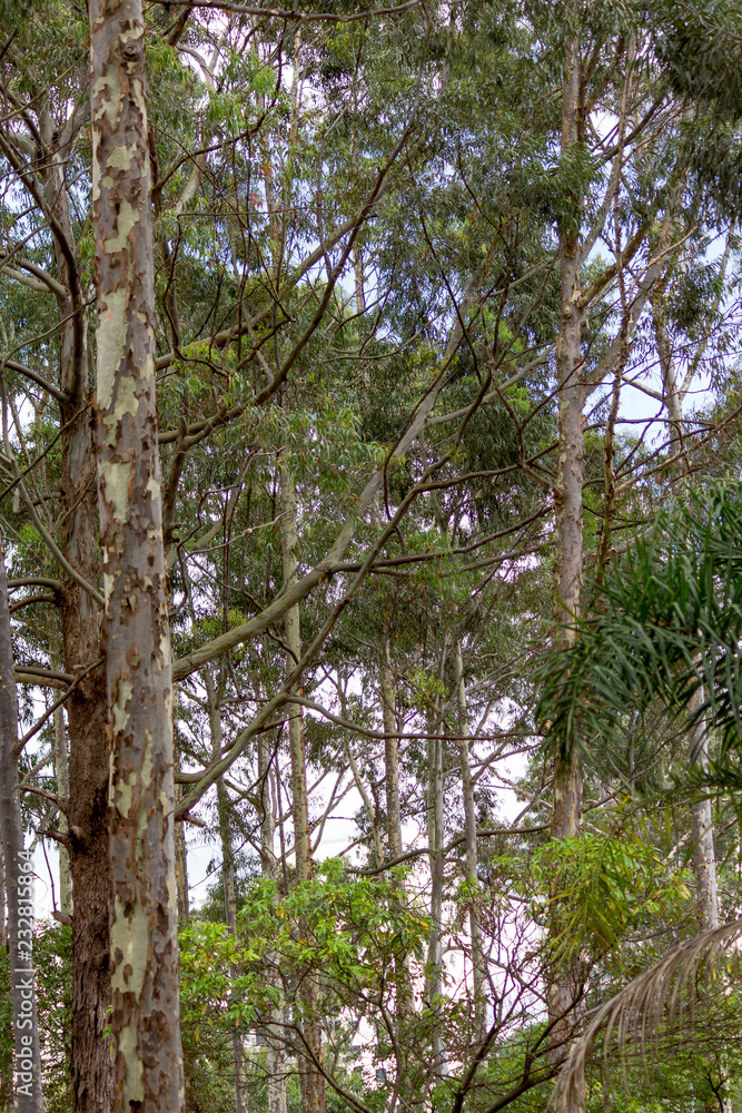 Fototapeta premium Three nature park