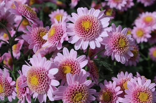 TINY PINK   YELLOW CHRYSANTHEMUMS