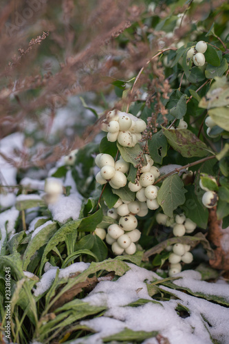 white flowers in winter
