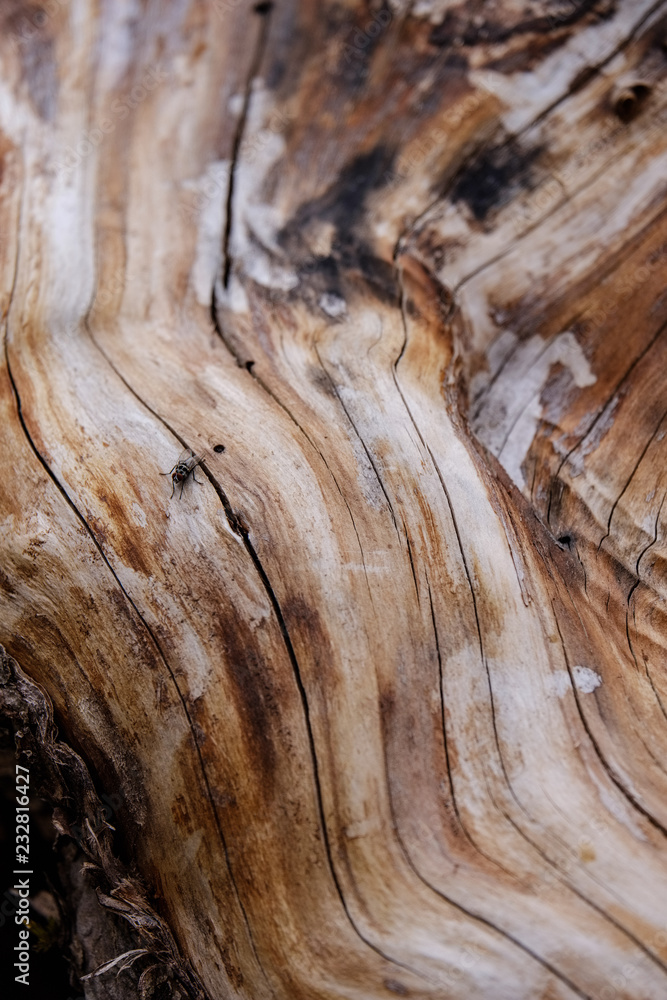 Obraz premium dry wood. tree trunk stomp textured pattern abstract texture