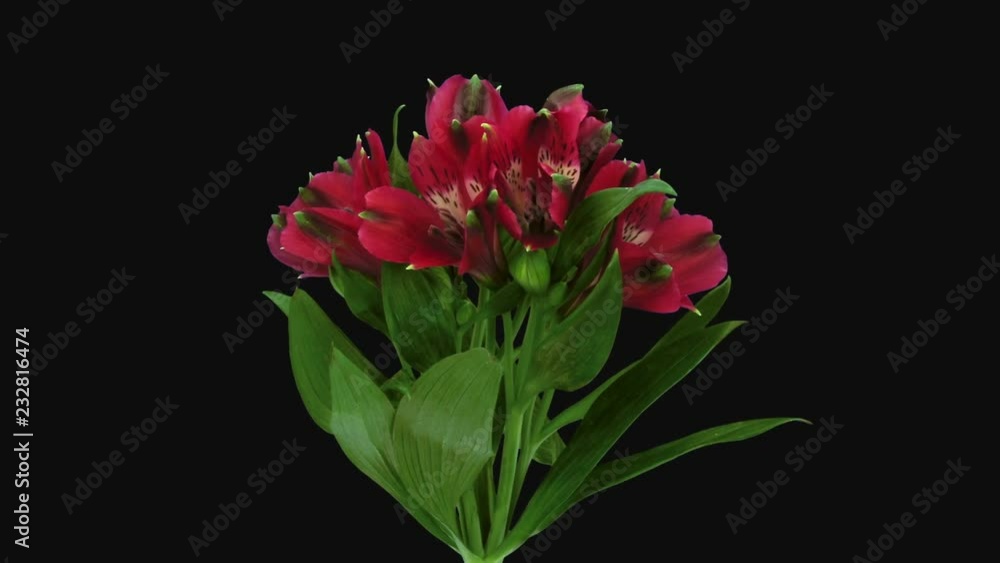 Time-lapse of opening red Peruvian Lilies 1c3 in RGB + ALPHA matte format isolated on black background Time-lapse of opening red Peruvian Lilies 1c3 in RGB + ALPHA matte format isolated on black background