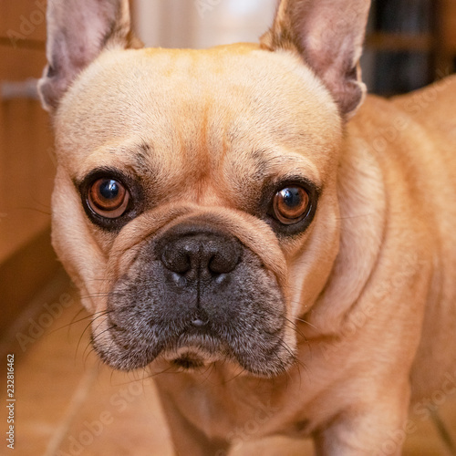 French bulldog