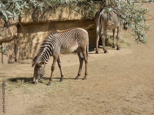 Zebra im Zoo am oberen Bildrand sind Äste zu sehen 