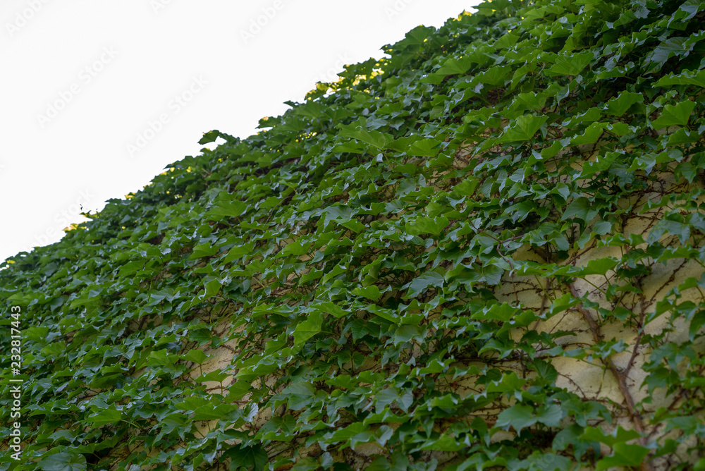 Summer green ivy plant in the garden. Ivy background Summer green ivy plant in the garden. Ivy background