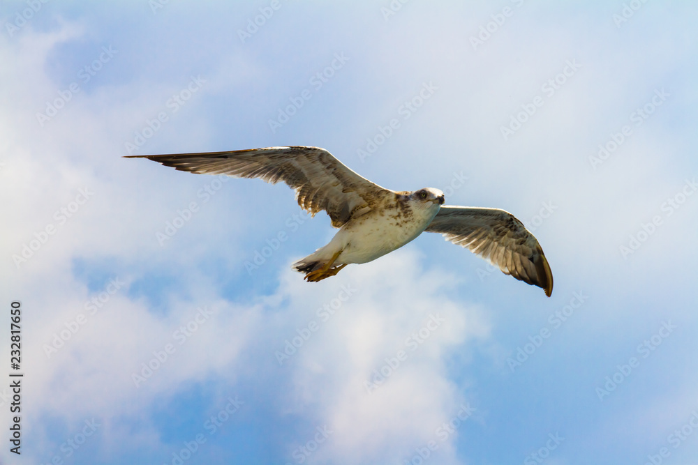 Obraz premium Bird2