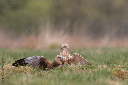 Birds of prey - Marsh Harrier (Circus aeruginosus), landing,