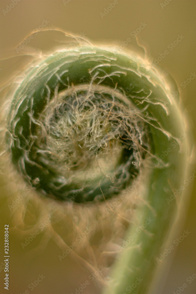 Small buds of fern growing! Small buds of fern growing!