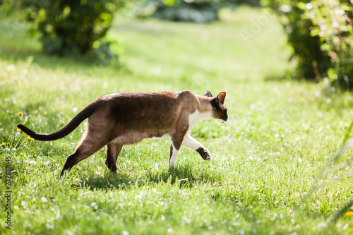 Portrait of Siamese oriental cat outdoors at spring on green grass at sunny day