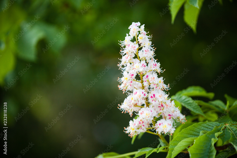 Closeup of white flower or candle of the Common Horse-Chestnut tree. Tree named Aesculus hippocastanum. Closeup of white flower or candle of the Common Horse-Chestnut tree. Tree named Aesculus hippocastanum.