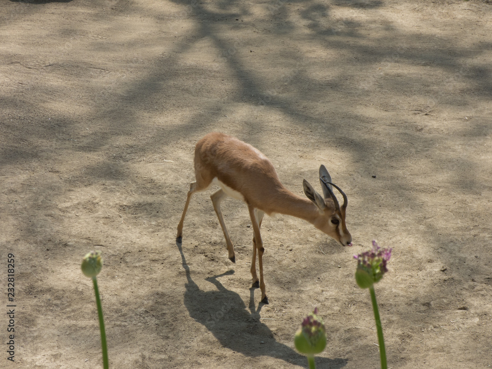 Kleine Antilope im Zoo, mit Grünzeug im Vordergrund Kleine Antilope im Zoo, mit Grünzeug im Vordergrund