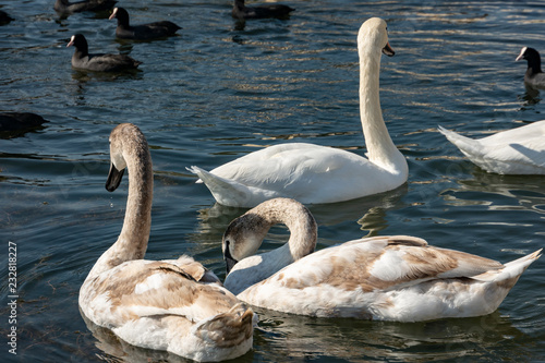 A family of white swans Cygnus olor on the lake in Goryachiy Klyuch. Krasnodar region. Nature concept for design