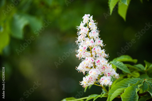 Closeup of white flower or candle of the Common Horse-Chestnut tree. Tree named Aesculus hippocastanum.