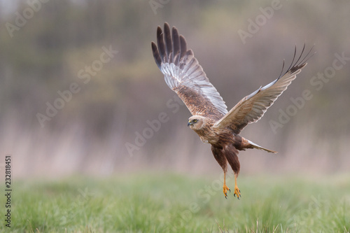 Birds of prey - Marsh Harrier (Circus aeruginosus), landing, © szczepank