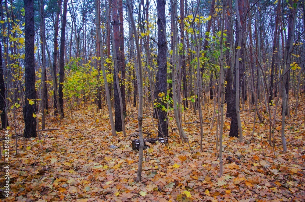 Obraz premium Autumn forrest