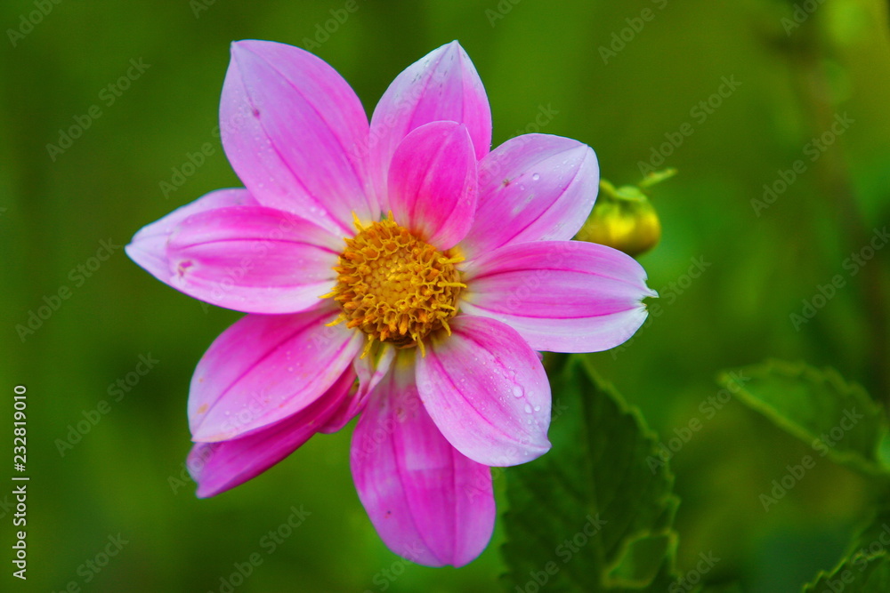 Pink flower on green background