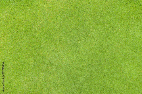 Fotografie, Obraz Golf fairway grass texture top view