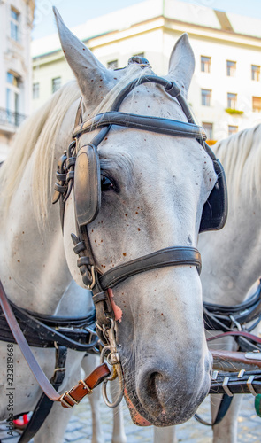 Fototapeta Naklejka Na Ścianę i Meble -  Fiakerpferd