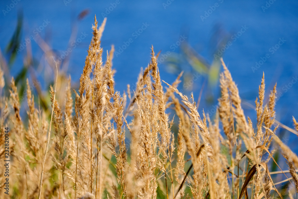 Fototapeta premium grass bents abstract nature texture with blur background