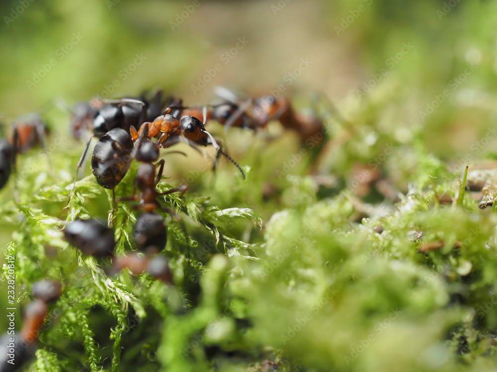 Red forest ants in the green moss, macro with copy space