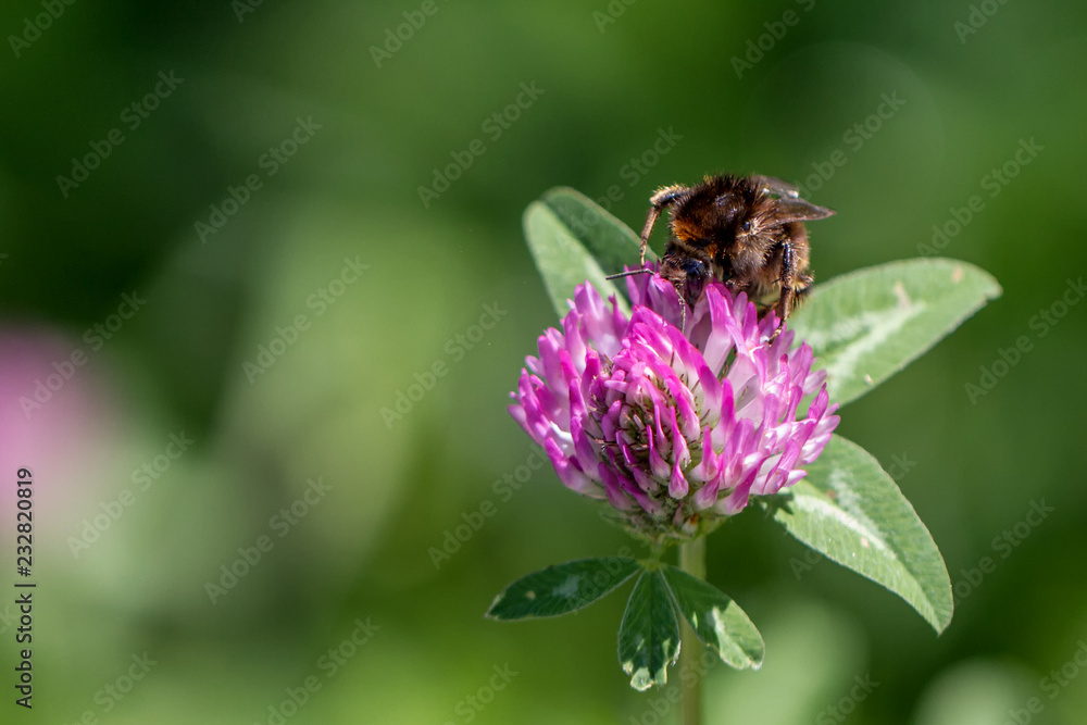 Bienen Bienen