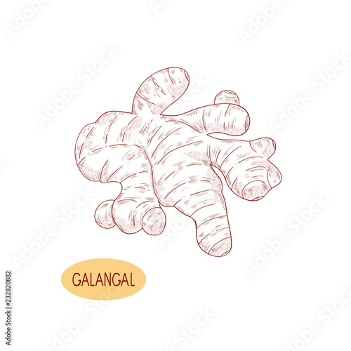 Galagan. Root. Sketch. Monochrome. On a white background.