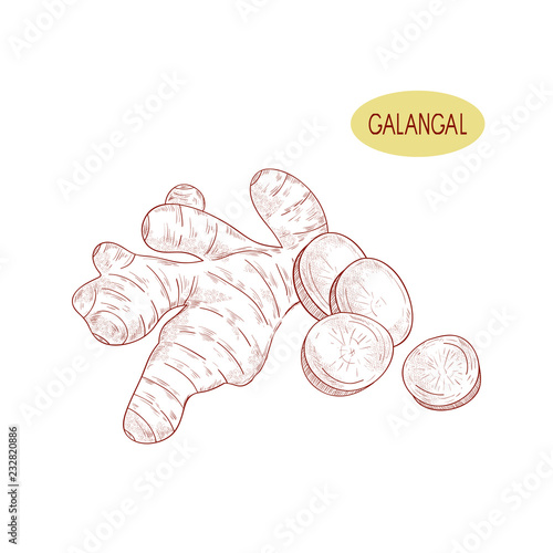 Galagan. Root. Sketch. Monochrome.