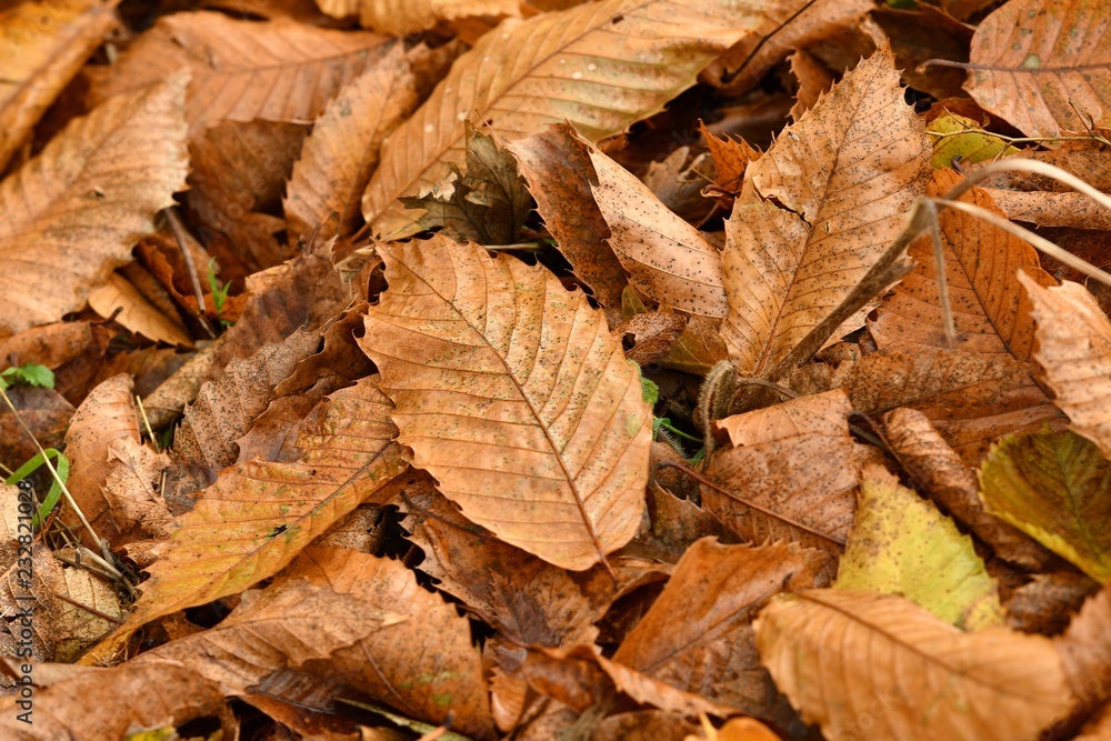 Dried chestnuts trees leaves in autumn season in a forest Dried chestnuts trees leaves in autumn season in a forest