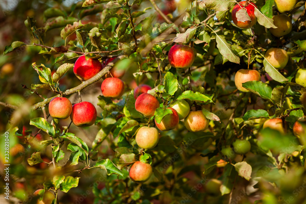 Branch of an apple tree in garden at harvest time in autumn at sunny afternoon.