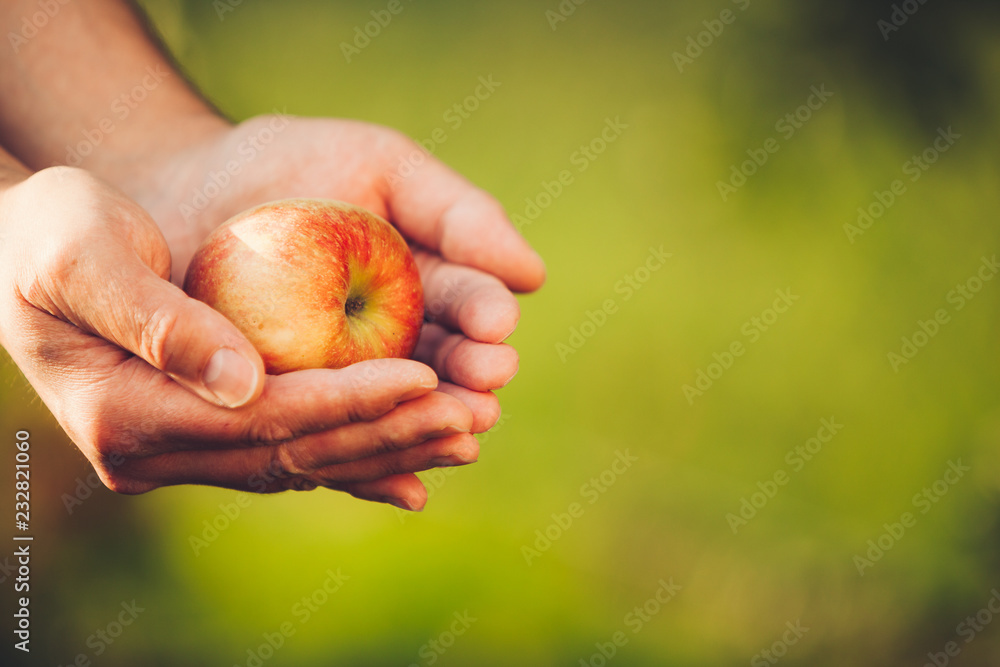 Man's hands holding a fresh apple on blurred green background at harvest time in autumn Man's hands holding a fresh apple on blurred green background at harvest time in autumn