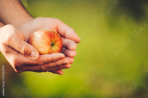 Man's hands holding a fresh apple on blurred green background at harvest time in autumn