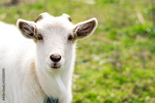 Close up portrait of a white goat in the green field. Space for text. Earth day. Goat in the village.