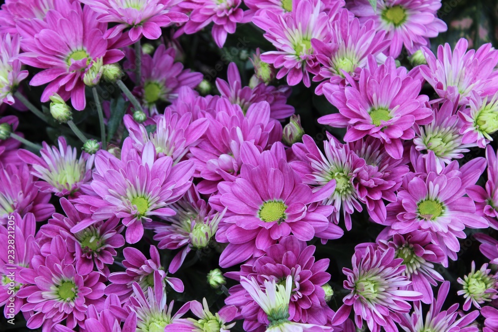 PURPLE & GREEN CHRYSANTHEMUMS PURPLE & GREEN CHRYSANTHEMUMS