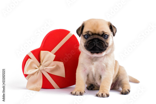 pug with gift box. Little puppy with a heart. Valentin's day. © Yulia