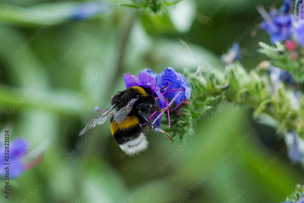Bienen Bienen