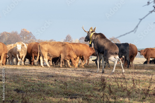 A wild moose that is said to have immigrated to Germany from Poland has fallen in love with a herd of cows in the village of Br  sen near Dessau  Germany. 